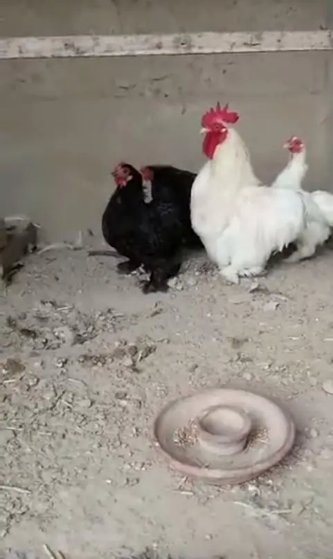 bantam chiks — photo 5