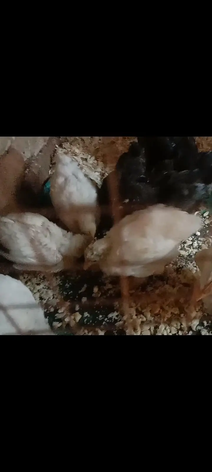 bantam chiks — photo 8