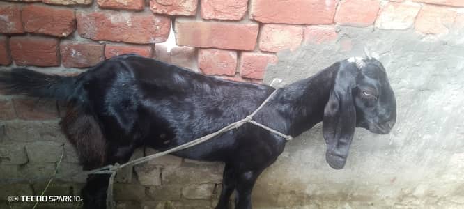 7 month dogli bakri for sale