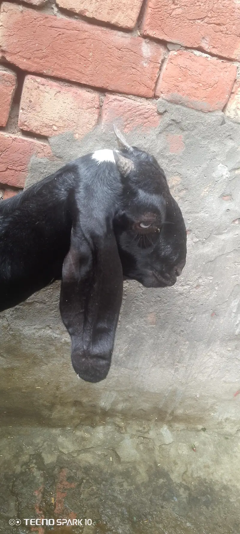 7 month dogli bakri for sale — photo 2