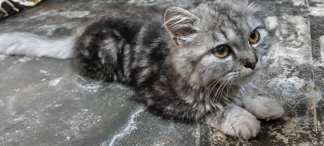 parsian cat baby