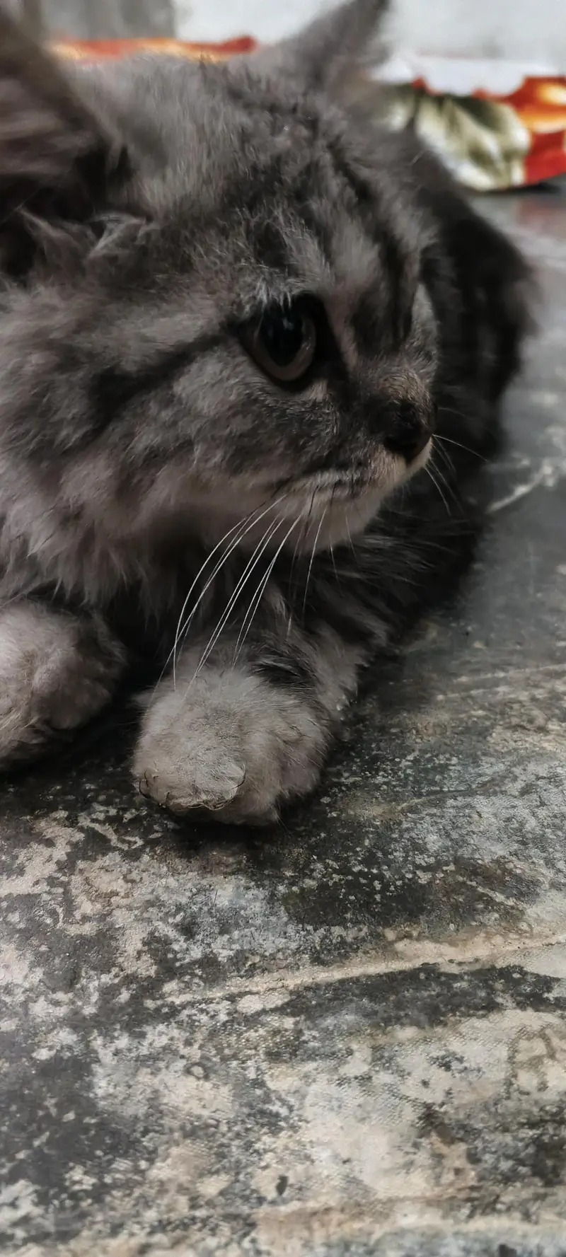 parsian cat baby — photo 2