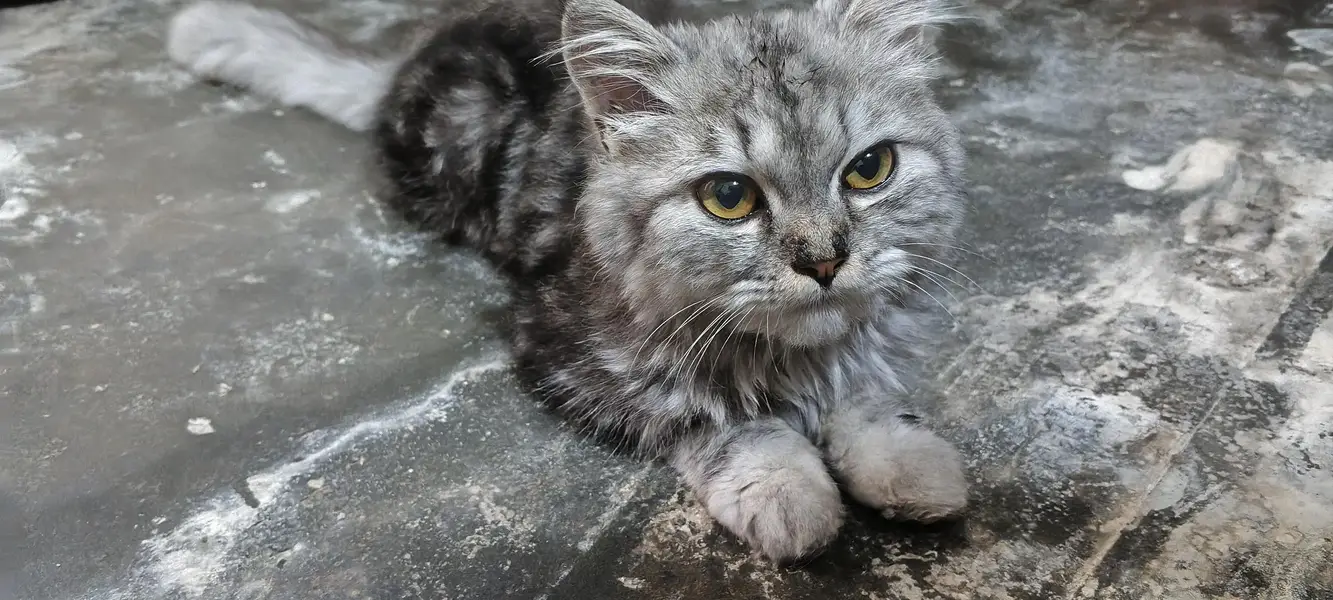 parsian cat baby — photo 3