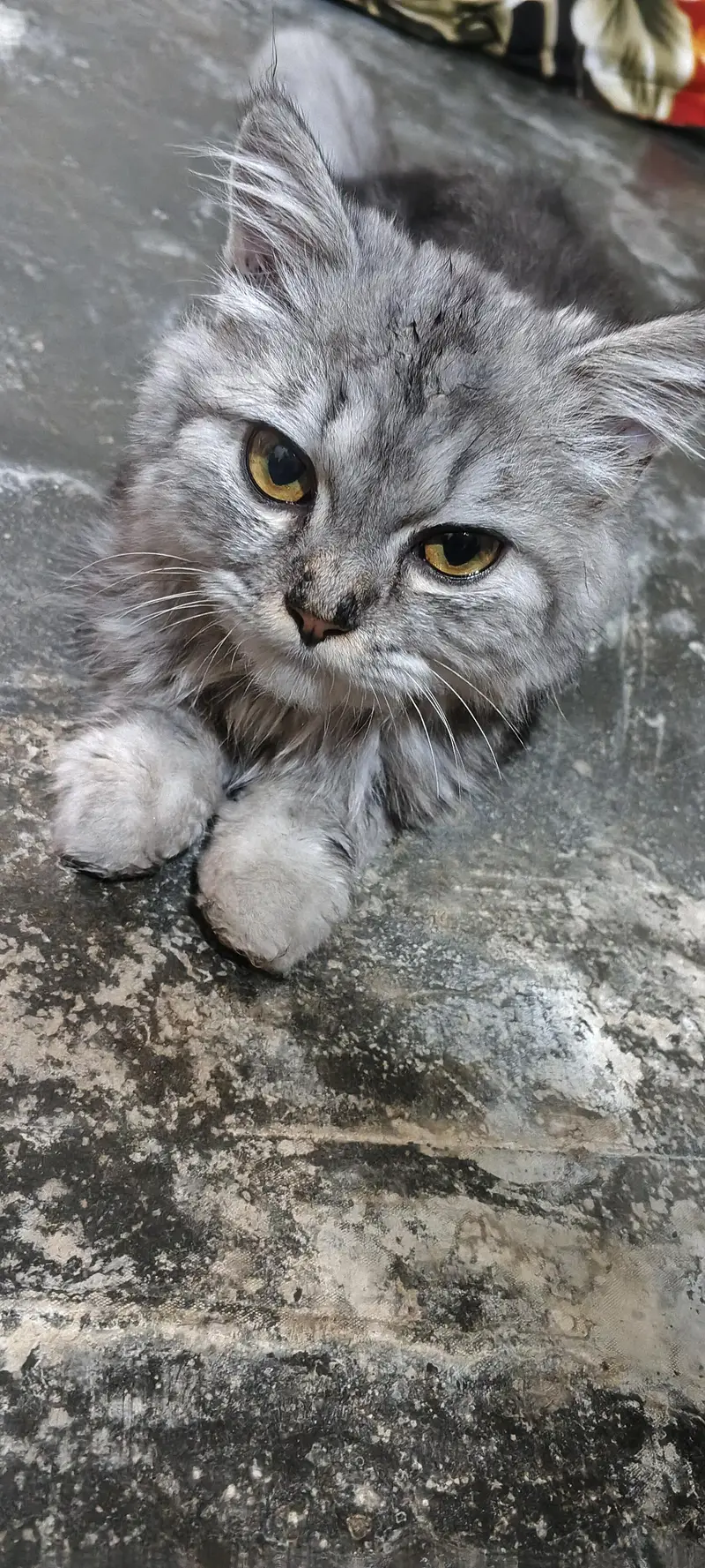 parsian cat baby — photo 4