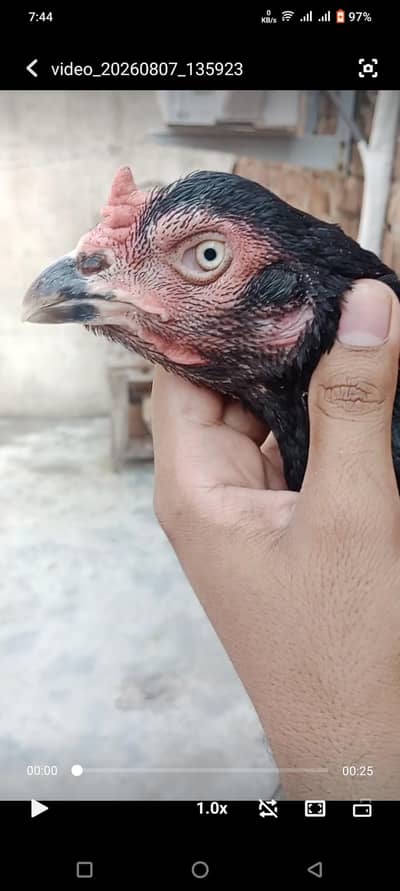 Aseel, Bantam, Fancy, Desi