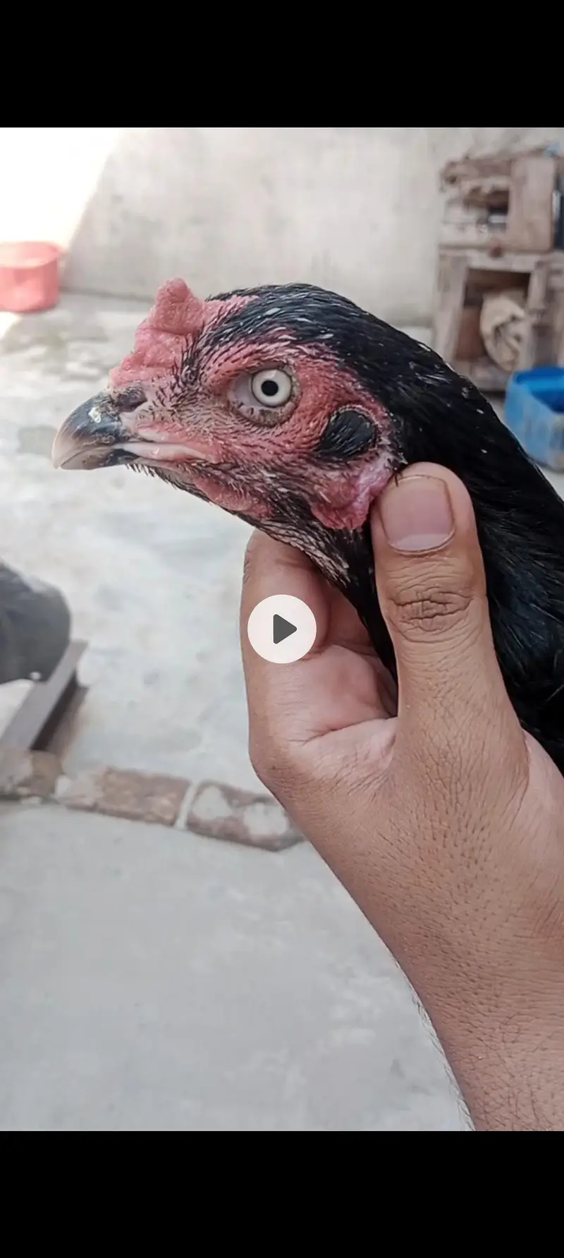 Aseel, Bantam, Fancy, Desi — photo 3