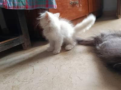 Punch face triple coated litter trained kittens