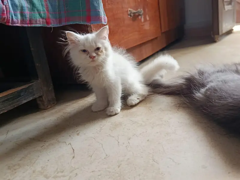 Punch face triple coated litter trained kittens — photo 2