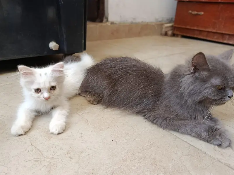 Punch face triple coated litter trained kittens — photo 3
