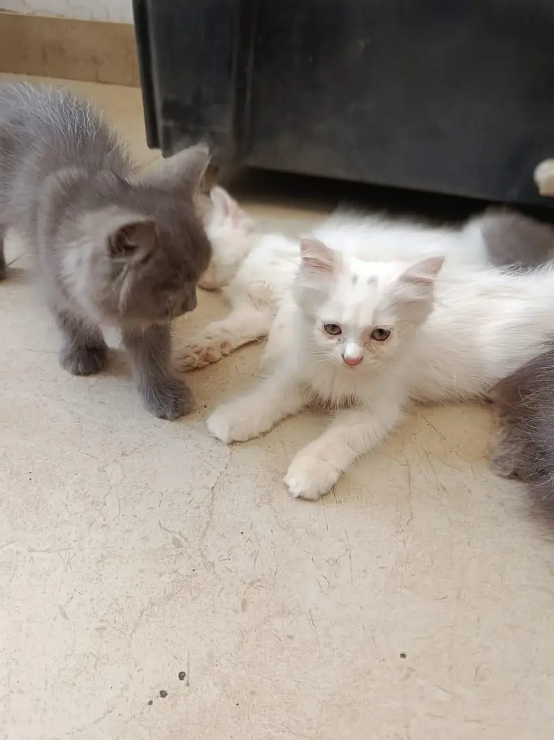 Punch face triple coated litter trained kittens — photo 4