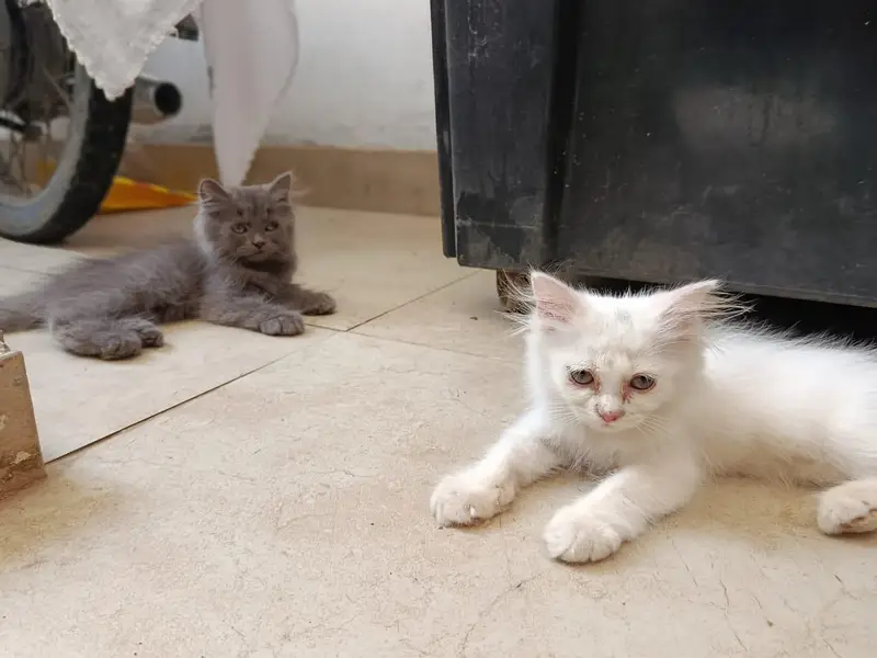 Punch face triple coated litter trained kittens — photo 5
