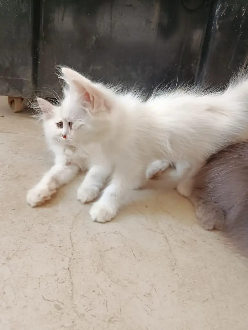 Punch face triple coated litter trained kittens — photo 6