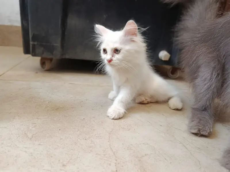 Punch face triple coated litter trained kittens — photo 7