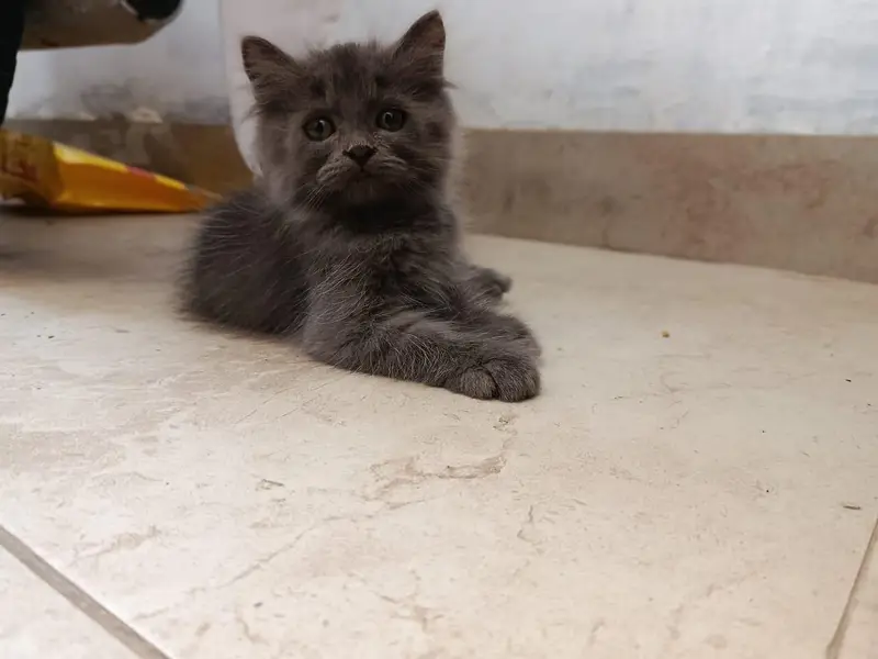 Punch face triple coated litter trained kittens — photo 8