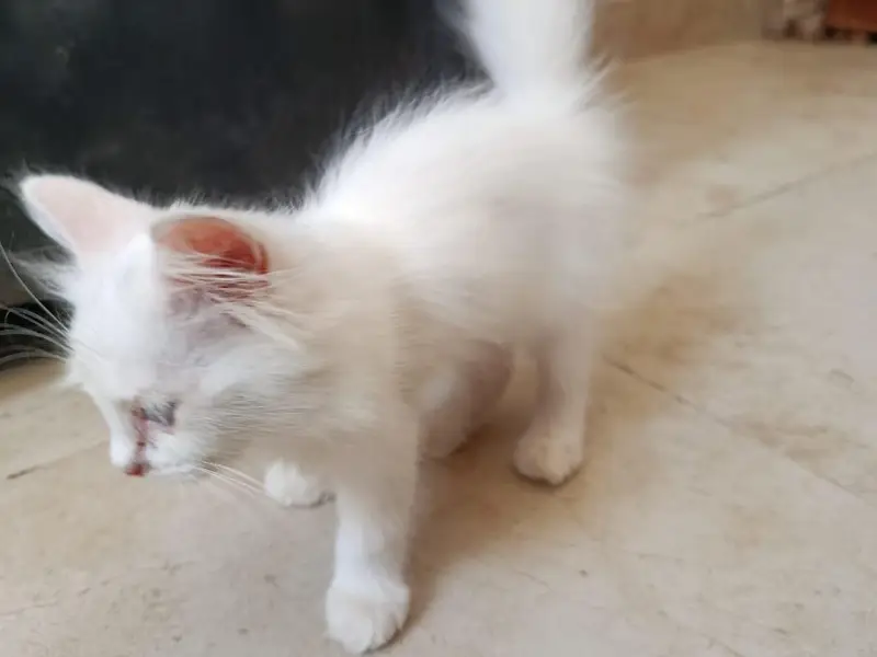 Punch face triple coated litter trained kittens — photo 9