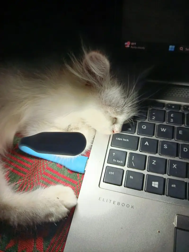 Punch face triple coated litter trained kittens — photo 10