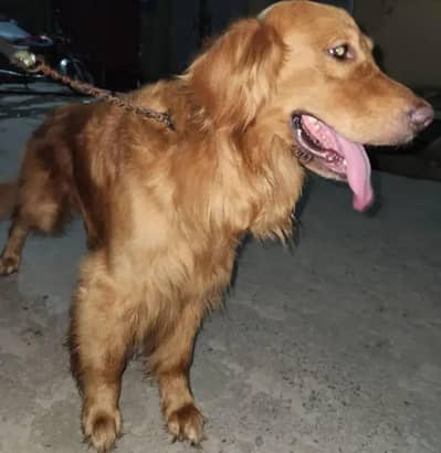Male Golden Retriever For Urgent Sale