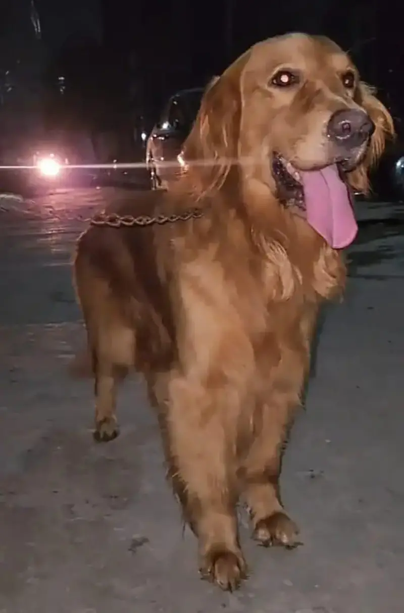 Male Golden Retriever For Urgent Sale — photo 2