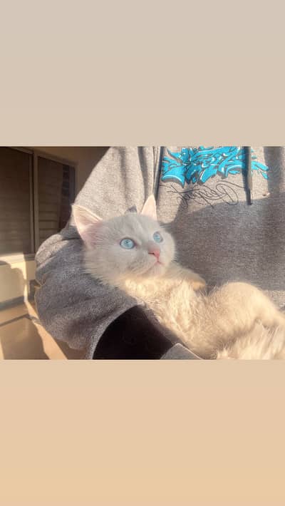 TWO CATS ONE KITTEN URGENT SALE FOR ADOPTION