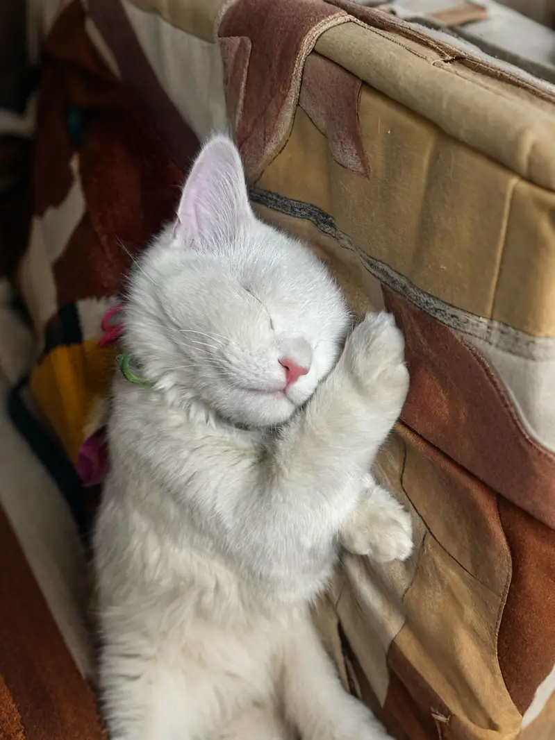 TWO CATS ONE KITTEN URGENT SALE FOR ADOPTION — photo 4