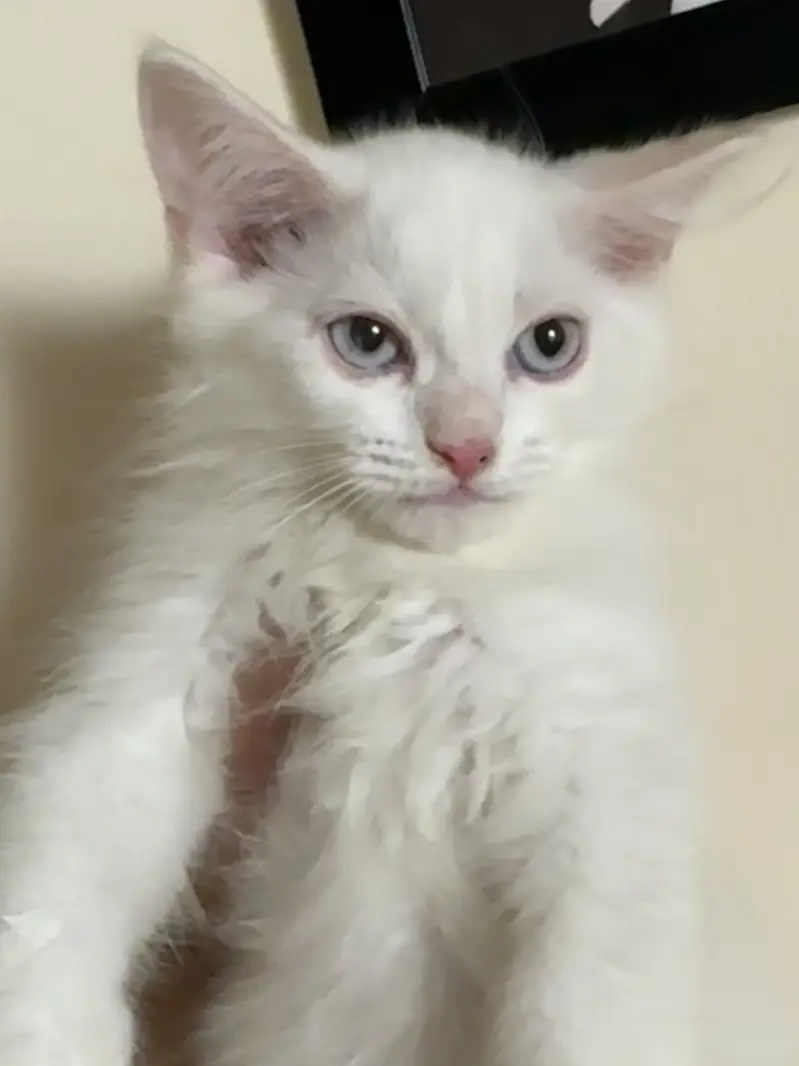TWO CATS ONE KITTEN URGENT SALE FOR ADOPTION — photo 5