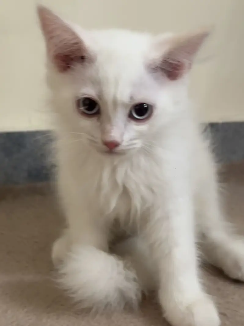 TWO CATS ONE KITTEN URGENT SALE FOR ADOPTION — photo 6