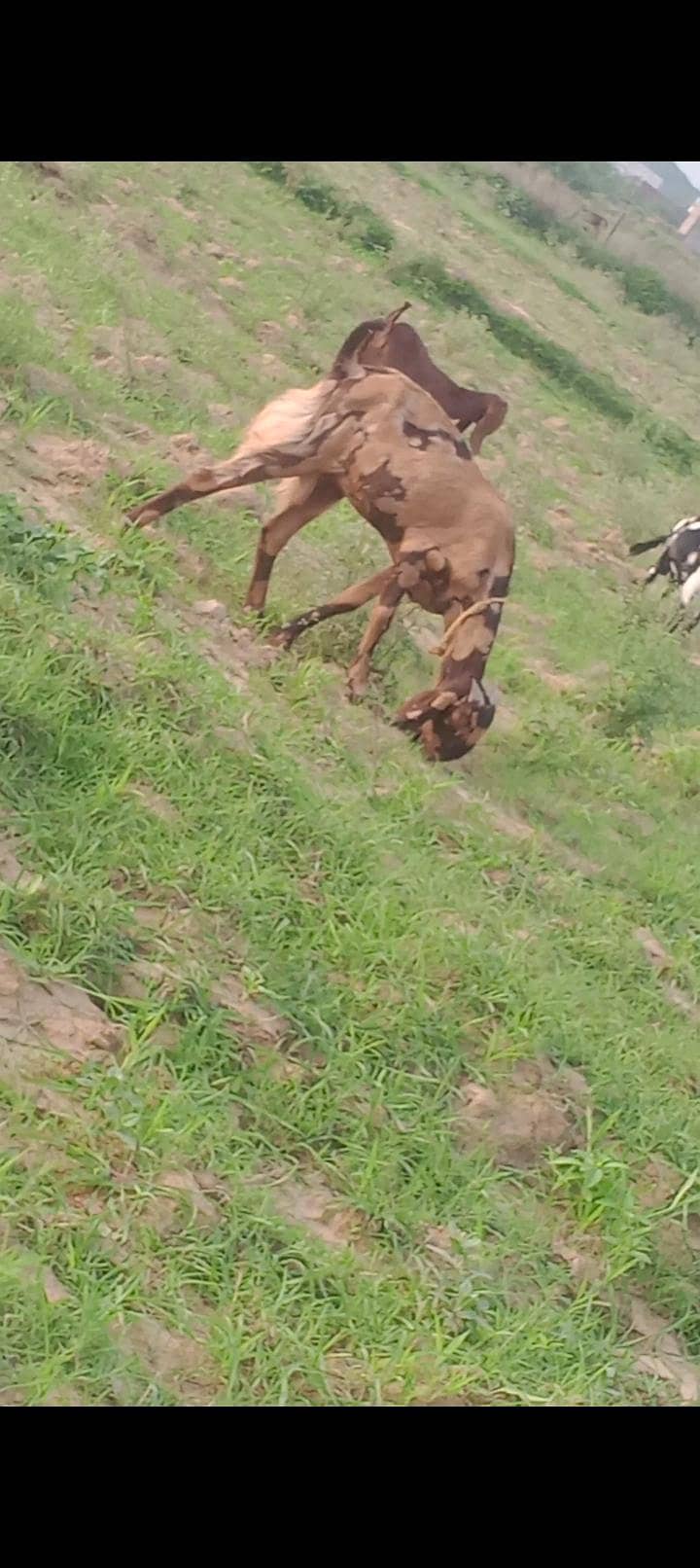 shera print 0