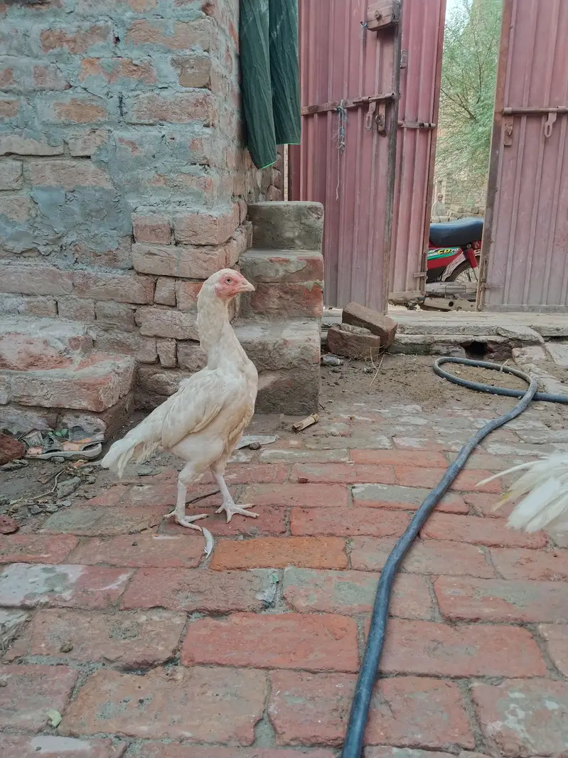 Adeel lassani Heera pair — photo 2