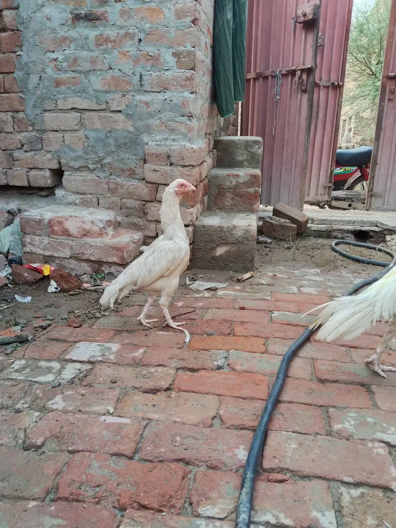 Adeel lassani Heera pair — photo 3