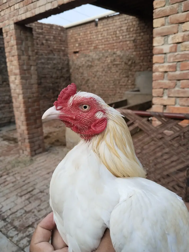 Adeel lassani Heera pair — photo 5
