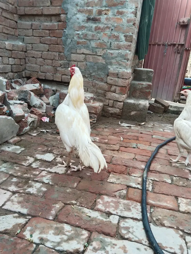 Adeel lassani Heera pair — photo 7
