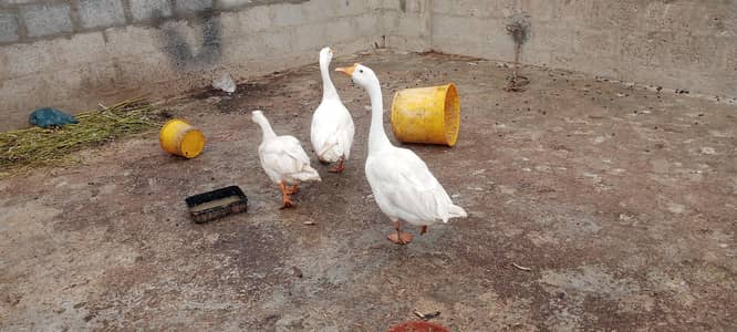 longneck Ducks