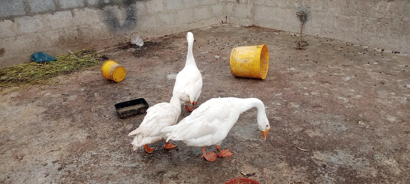 longneck Ducks — photo 2