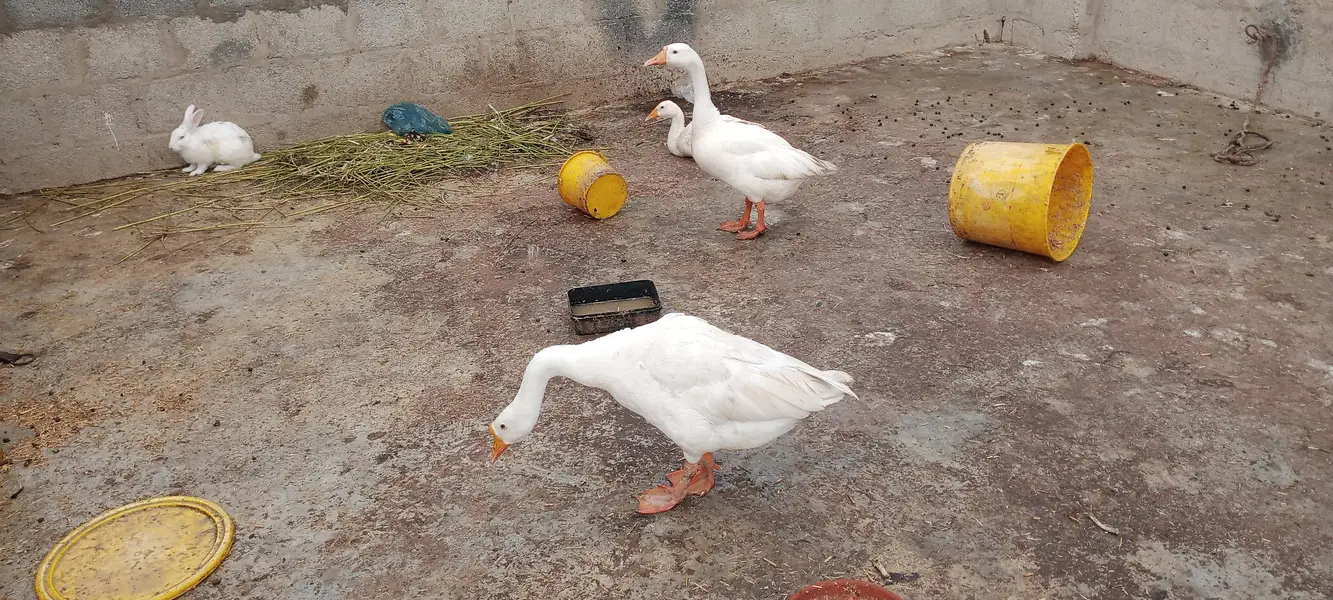 longneck Ducks — photo 4