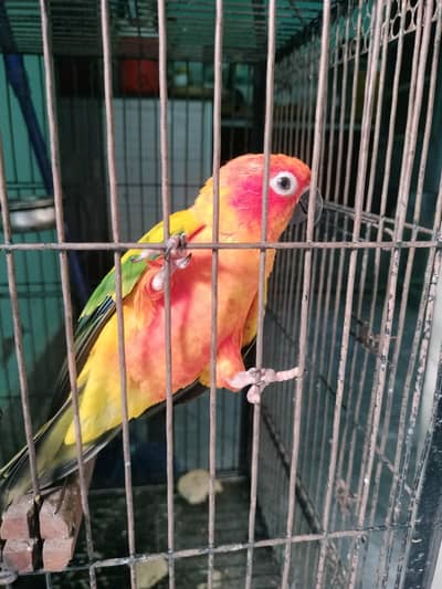 colourful parrot cute and beautiful
