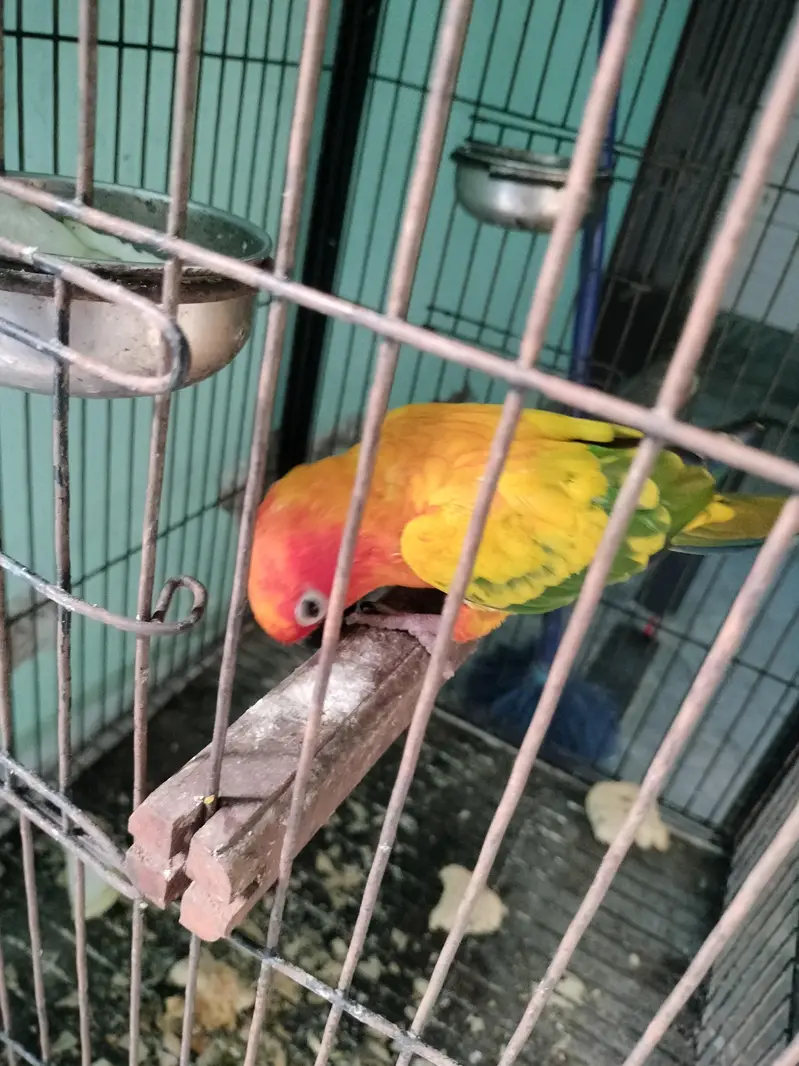 colourful parrot cute and beautiful — photo 2