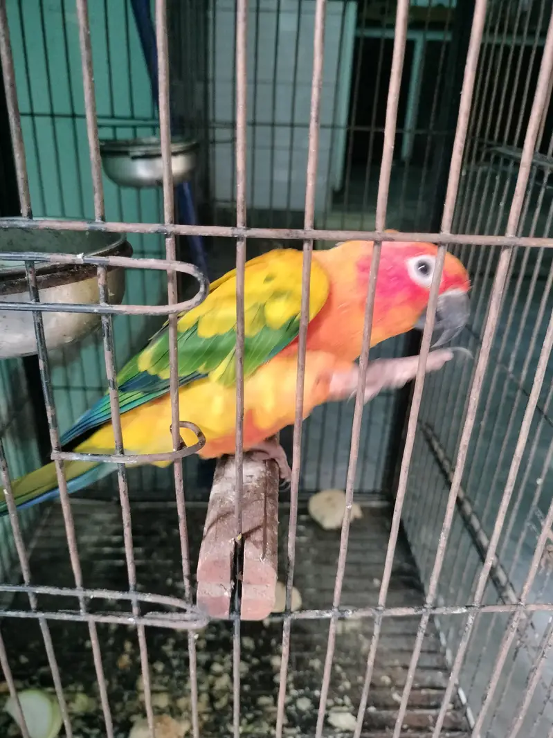 colourful parrot cute and beautiful — photo 3