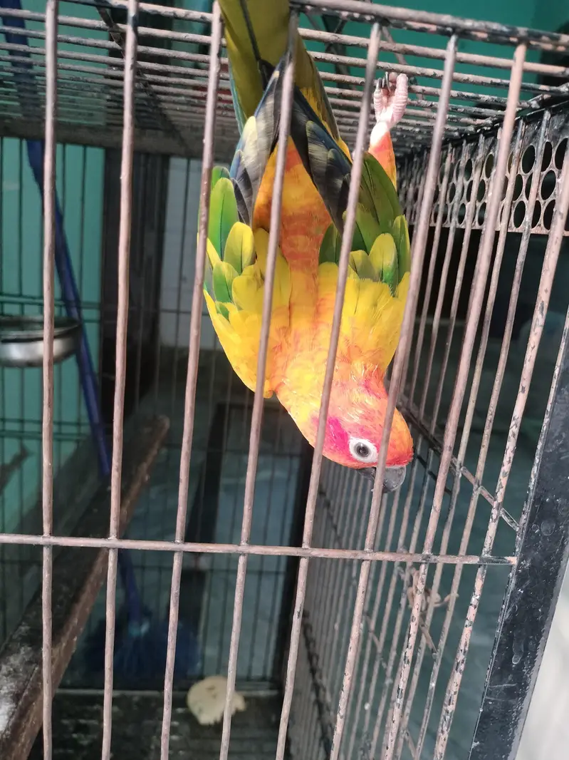 colourful parrot cute and beautiful — photo 4