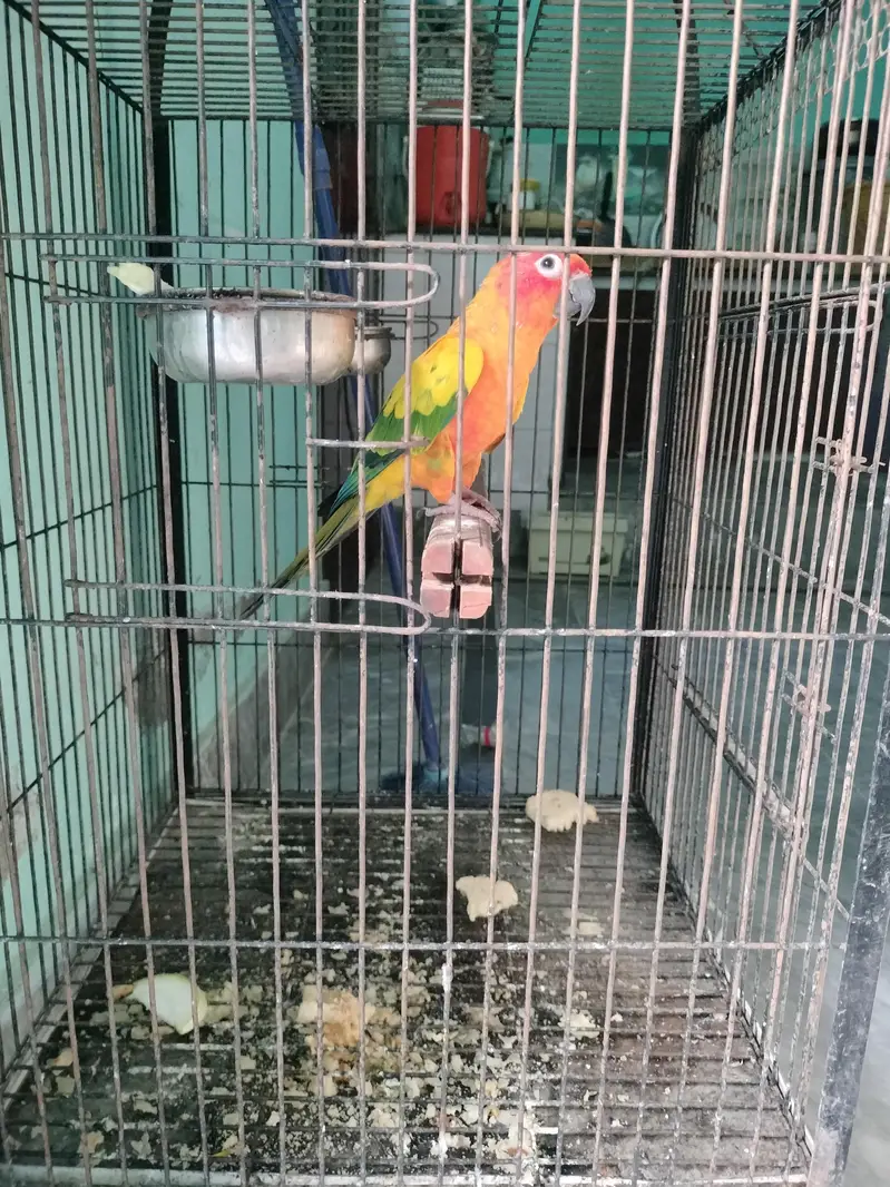 colourful parrot cute and beautiful — photo 5