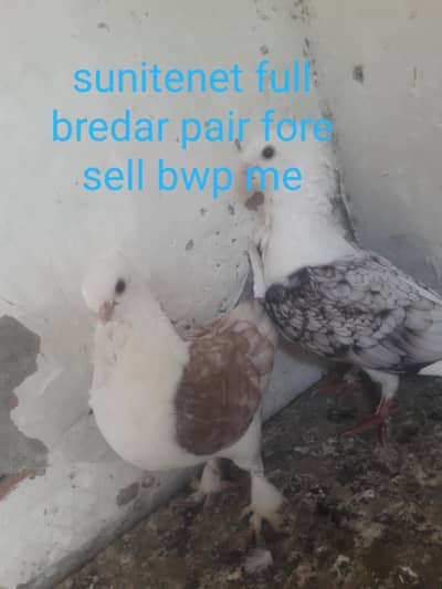 full bredar pair