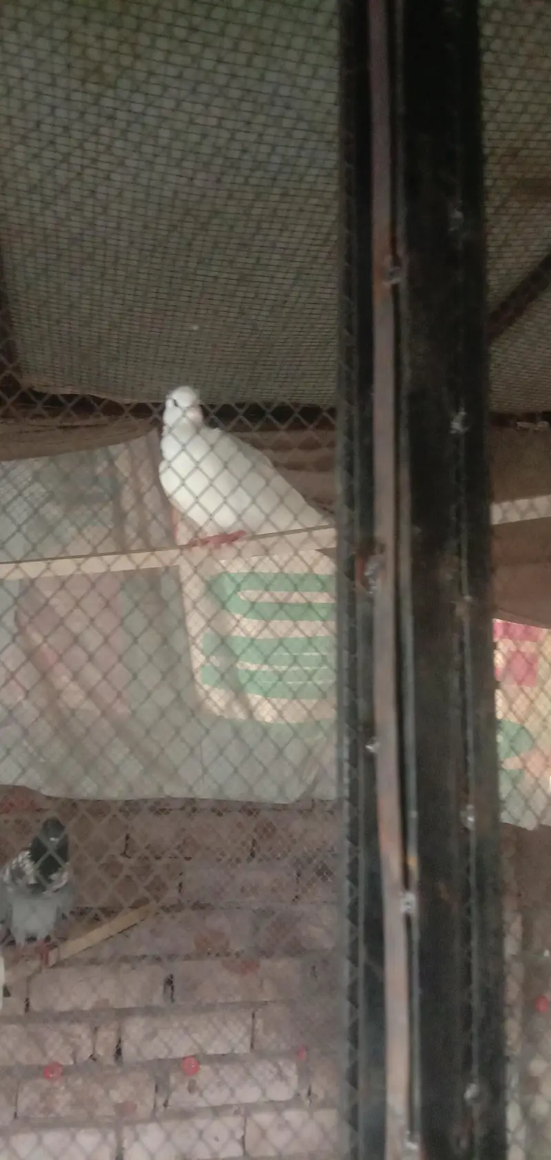 Andy Bacha ki garnti  waite pair hn three pair h or aik male h jis — photo 3