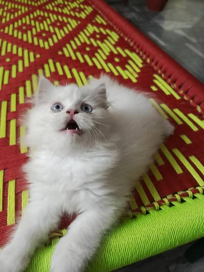 persion kitten home breed for sale