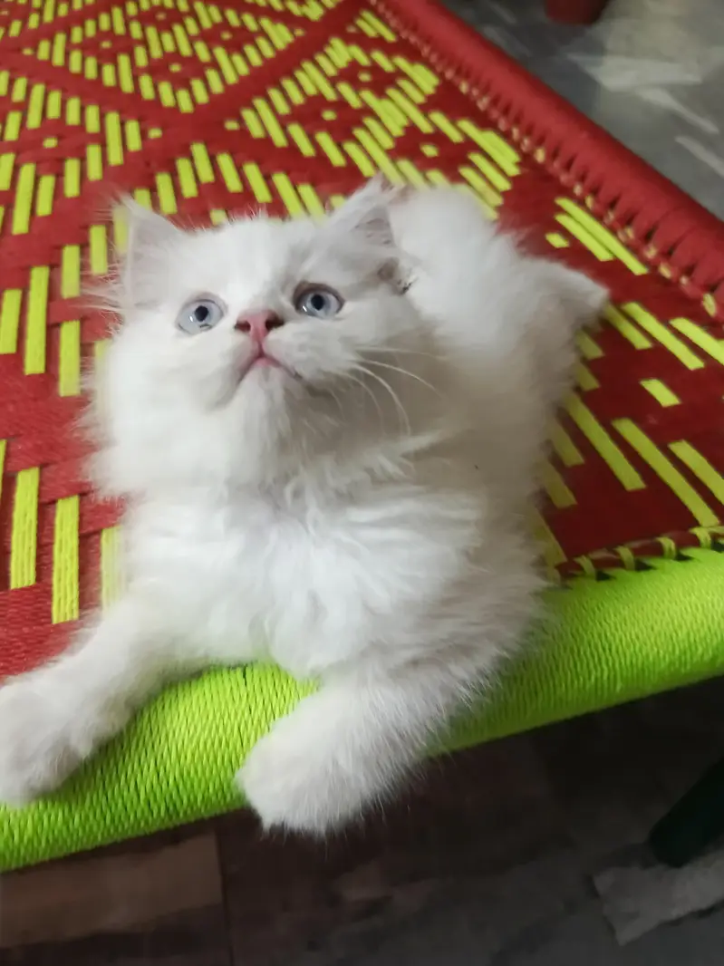persion kitten home breed for sale — photo 2