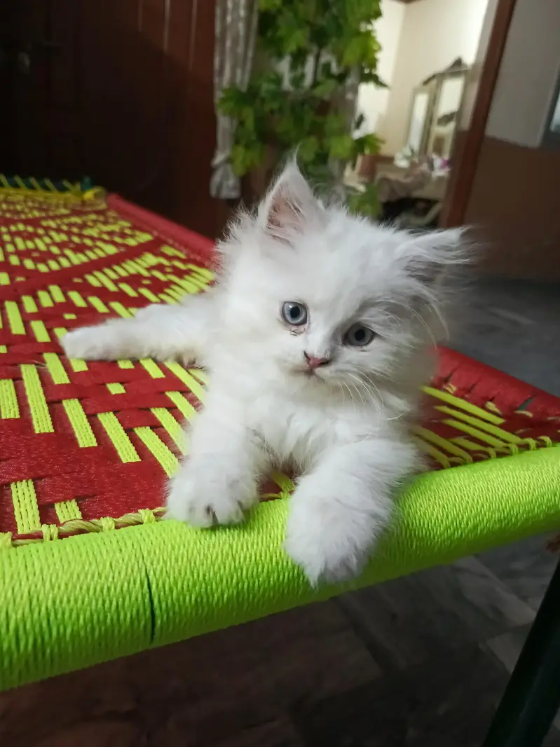 persion kitten home breed for sale — photo 3