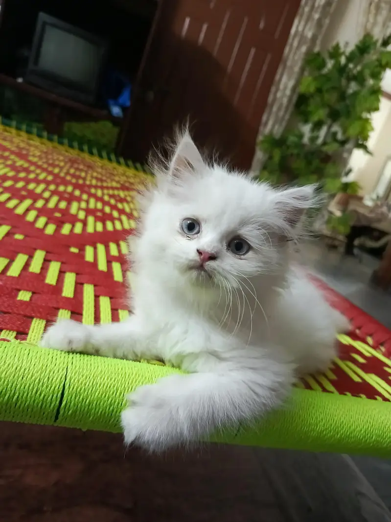 persion kitten home breed for sale — photo 4