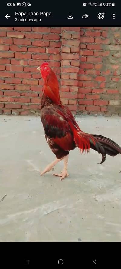 pure Turkish hint aseel video available hai