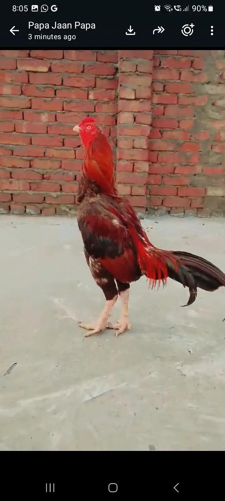 pure Turkish hint aseel video available hai — photo 2