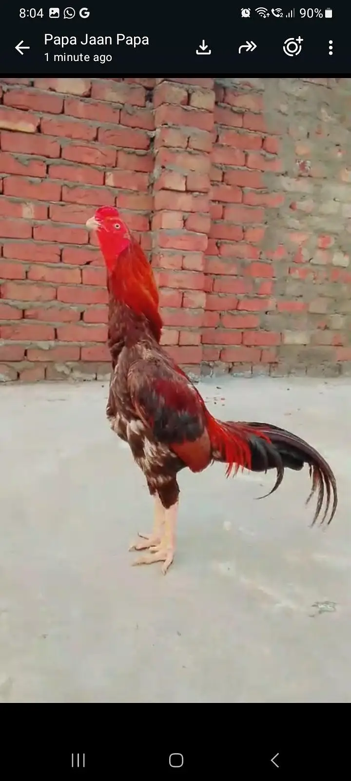 pure Turkish hint aseel video available hai — photo 3