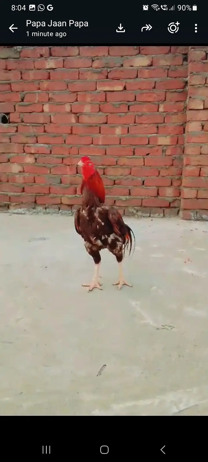 pure Turkish hint aseel video available hai — photo 4