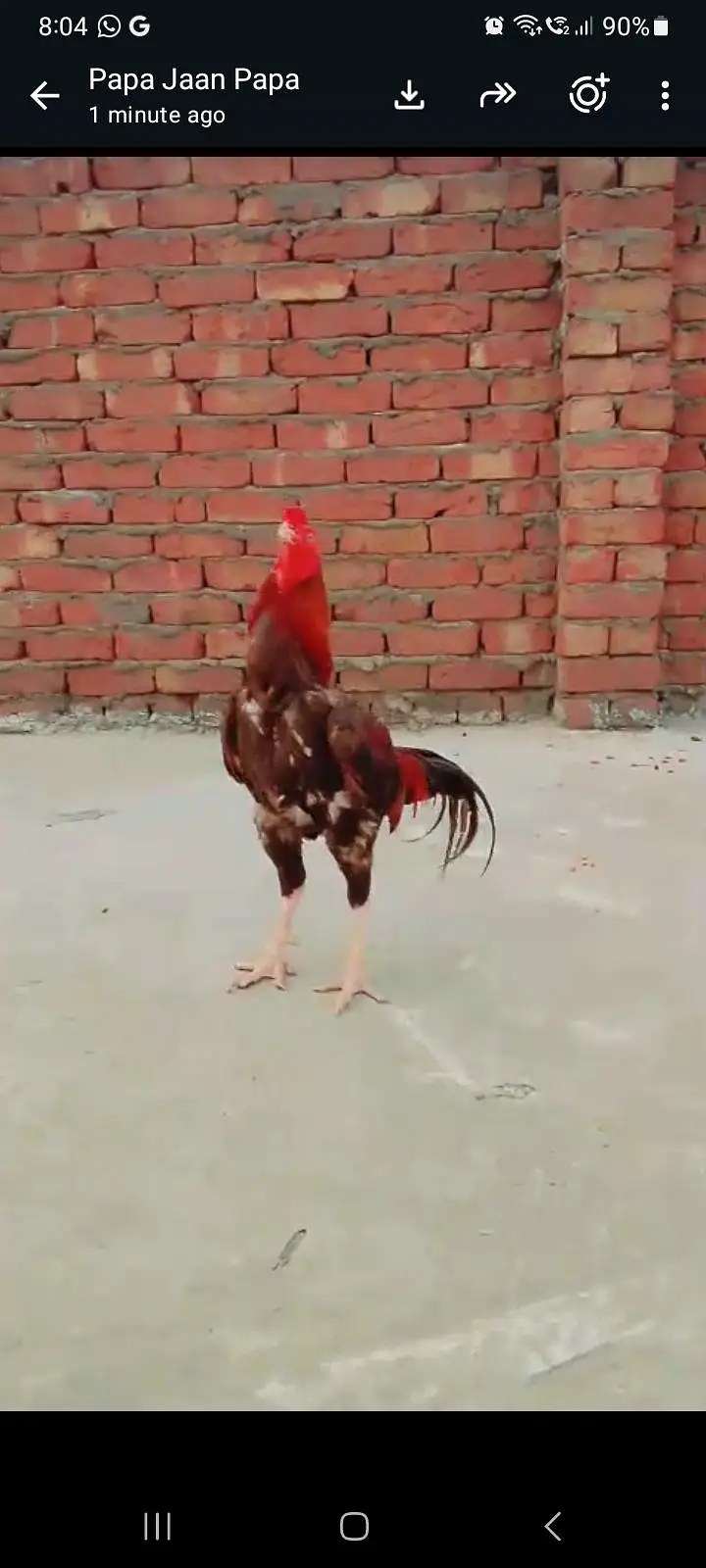 pure Turkish hint aseel video available hai — photo 5